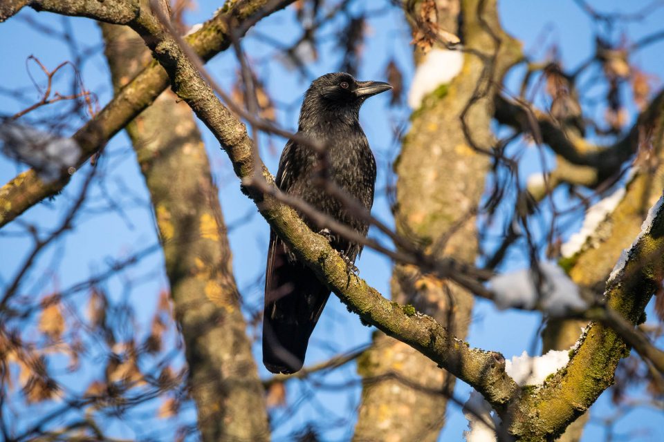 Rabenkrähe (schwarze Morphe der Aaskrähe) (Corvus corone)