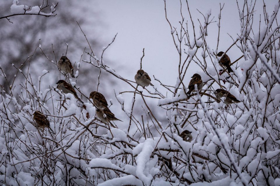 Sperlinge auf einem verschneiten Busch