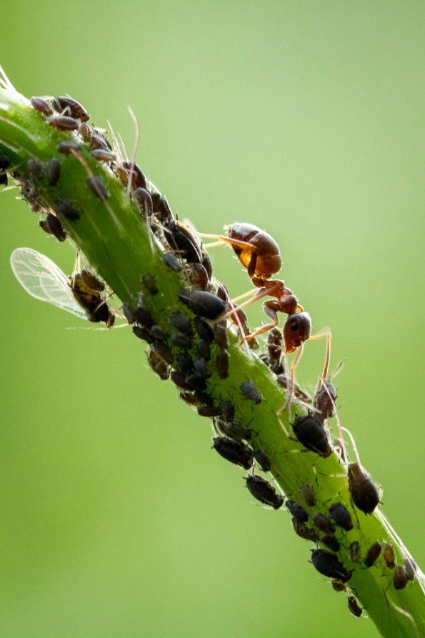 Ameise mit Blattläusen