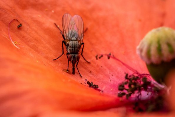 Fliege auf Mohnblüte