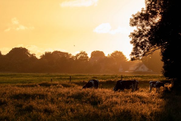 Sonnenuntergang mit Kühen