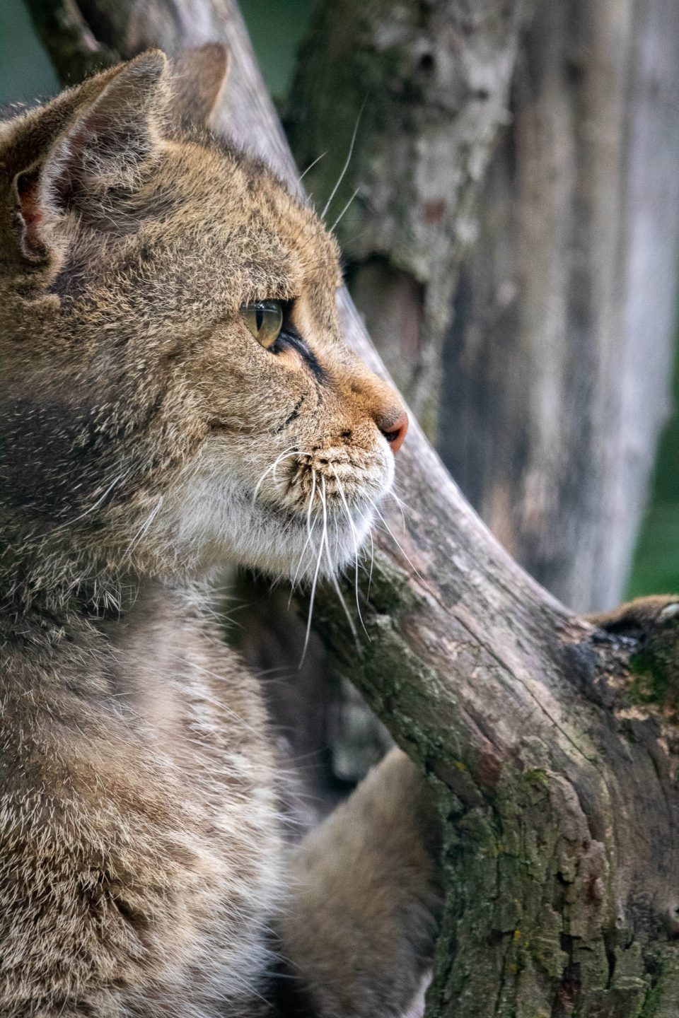 Europäische Wildkatze / Waldkatze (Felis silvestris)